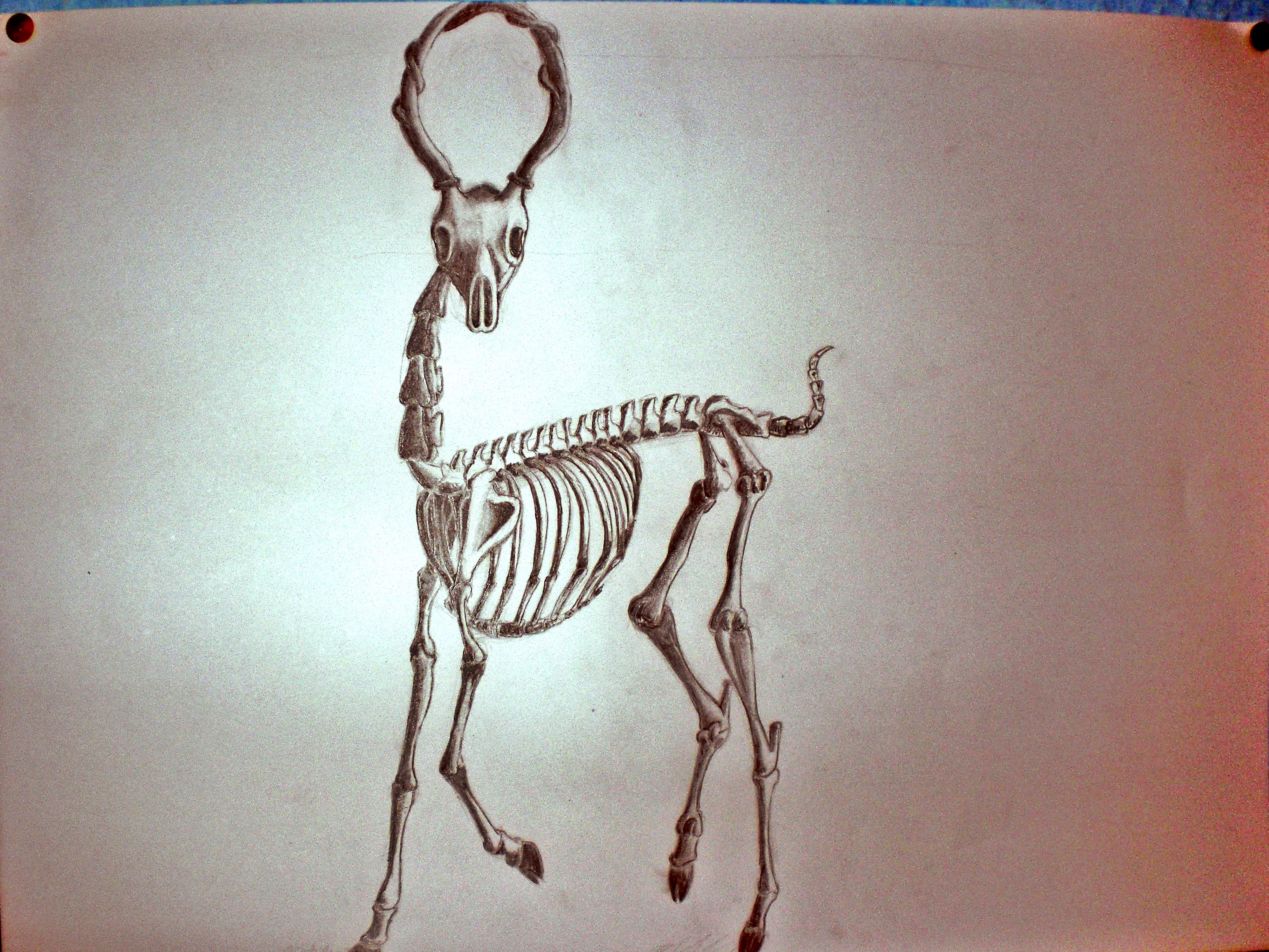 The Original Rehgräten: My old drawing of a deer-skeleton with its antlers braided to a ring
